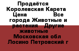 Продаётся!     Королевская Карета › Цена ­ 300 000 - Все города Животные и растения » Другие животные   . Московская обл.,Лосино-Петровский г.